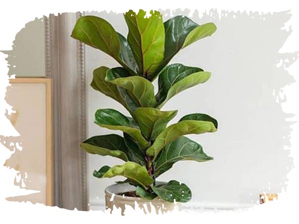 فیکوس لیراتا (Fiddle Leaf Fig)